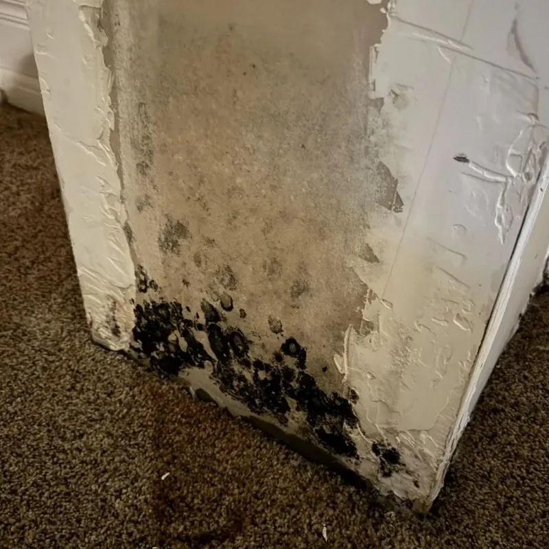 Professional Mold Removal in Gillett, WI